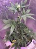 Runtz Week 11gelato week 6