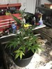 Runtz week 12 gelato week 7