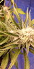 Autoflower