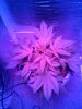IMG_20131021_102049.jpg