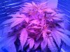 IMG_20131022_132153.jpg