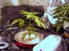 ChocolopeHydro1.jpg