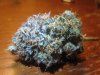 GH99MACRO1.jpg