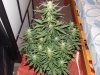 cheese 51 (3).jpg