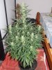 cheese 51 (4).jpg