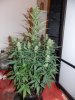 cheese 51 (9).jpg