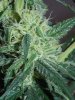 cheese 51 (10).jpg