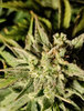 l`Bud.jpg