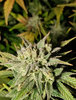 m`Bud.jpg