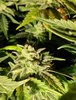 s`Bud.jpg