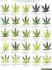 pot chart.jpg