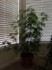 Img07.jpg
