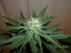 day 37 pic 3.jpg