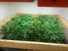 scrog_10-27[1].jpg
