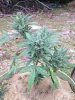 Green-O-Matic 2013 Day 72 027.jpg