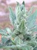 Green-O-Matic 2013 Day 72 024.jpg