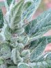 Green-O-Matic 2013 Day 72 022.jpg