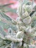 Green-O-Matic 2013 Day 72 019.jpg