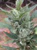 Green-O-Matic 2013 Day 72 017.jpg