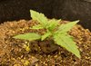 Day 10 - Mycorrhizae everywhere!