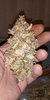 Gorilla Glue fast buds