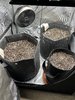 1st Bag Seed
