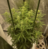 Day 36