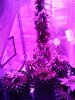 IMG_Grow tent .jpg
