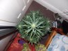 day57cheese (1).jpg day57cheese (1).jpg