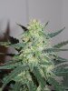 day57cheese (3).jpg day57cheese (3).jpg