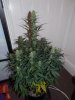 day57cheese (4).jpg day57cheese (4).jpg