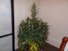 day57cheese (6).jpg day57cheese (6).jpg