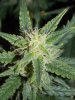 day57cheese (7).jpg day57cheese (7).jpg