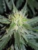 day57cheese (8).jpg day57cheese (8).jpg