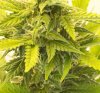 sativa-closeup-oct-30.jpg