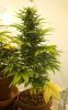 sativa-oct-30.jpg