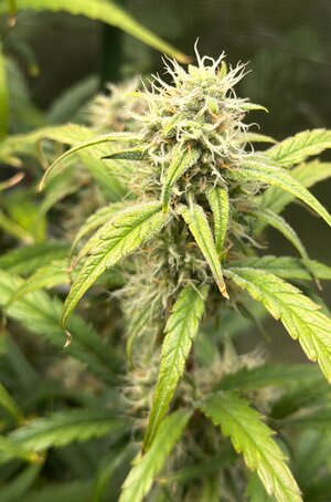 First bud shots at day 49