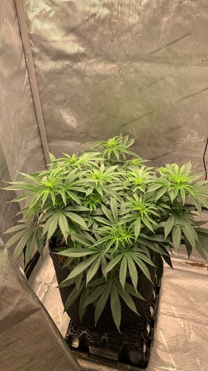 First week of flower