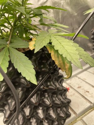 IMG_6849.jpeg IMG_6849.jpeg