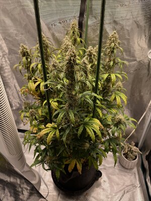 Day 62