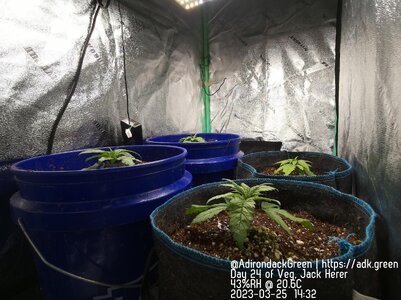 Jack Herer-2023-03-25-ap.jpg Jack Herer-2023-03-25-ap.jpg