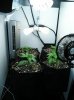 New CFL Set Up NL-SR 004.jpg