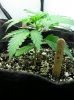 New CFL Set Up NL-SR 003.jpg