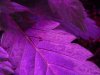 IMG_0377.jpg
