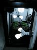 Daylight cfl 002.jpg