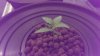 White-Widow_1.jpg