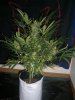AUTO SWEET CHEESE_8-31-13 PRE CHOP 1.jpg AUTO SWEET CHEESE_8-31-13 PRE CHOP 1.jpg