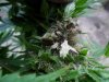 grow 771.jpg