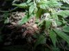 grow 770.jpg