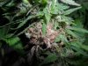 grow 769.jpg